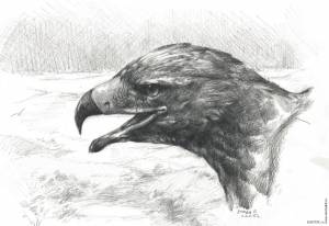 Степной орел рисунок карандашом
