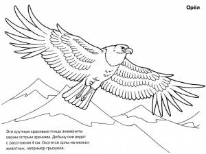 Раскраска Орёл
