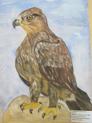 Степной орел рисунок карандашом