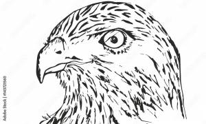 Степной орел Векторный объект Stock
