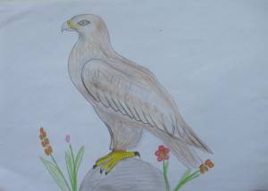 Птицы степи