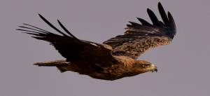 Степной Орел