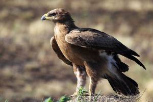 ОРЁЛ СТЕПНОЙ