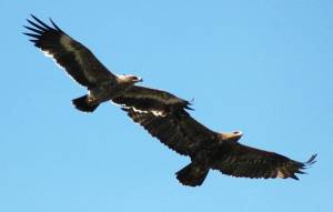 Над очертаньем рек и сёл парит, парит степной орёл