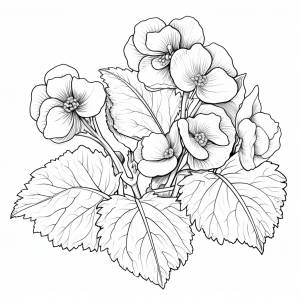 Раскраска Бегония Цветы