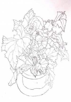 Расраски Бегония