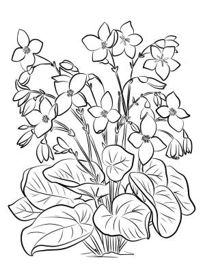 Раскраски Бегония