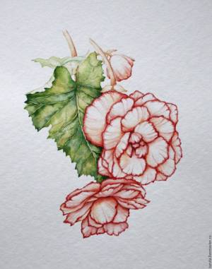 Рисунок Бегония акварель в интернет-магазине на Ярмарке Мастеров