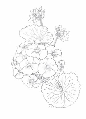 Раскраски бегонии для детей