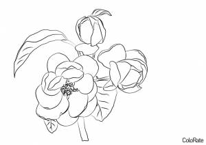 Раскраска Кустик Бегонии