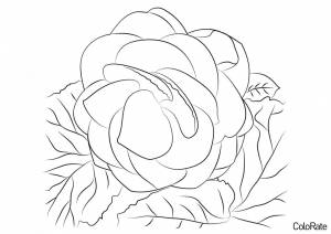 Раскраска Бегония