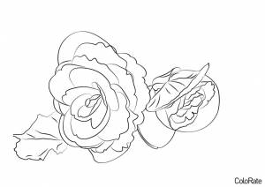 Раскраска Два прекрасных цветочка