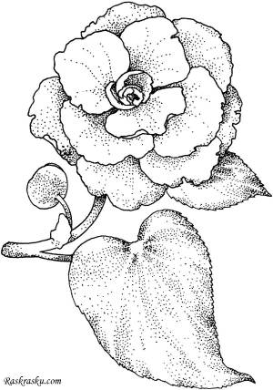 Бегония рисунок карандашом