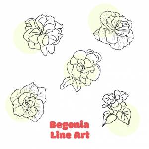 Рисунок цветов со словами бегония штриховой рисунок на нем