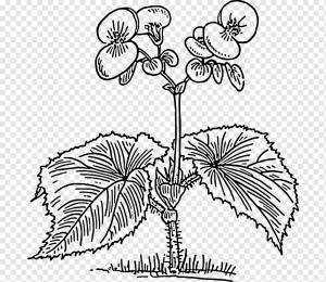 Бегония, Бегония, лист, фал, другие png