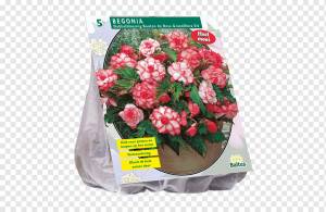 Садовые розы Луковица Bolgewas Клубневые бегонии Гиацинт, луковица, искусственный цветок, цветок, роза png