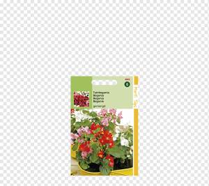 воск бегония png