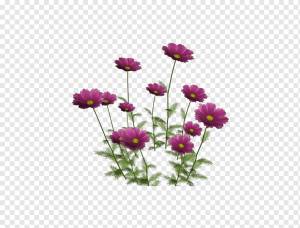 Рисунок Семьи, Цветок, Рендеринг, Растения, Фиолетовый, Пурпурный, Однолетнее растение, Срезанные Цветы, однолетнее растение, астра, срезанные цветы png
