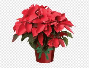 Пуансеттия Цветок Рождество, цветок, Цветочная композиция, однолетнее растение, цветок png