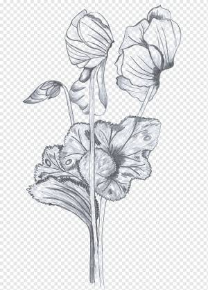 цикламен png