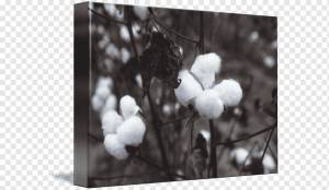Хлопковая промышленность Текстиль tree Капок, хлопчатник, текстиль, ветка, веточка png