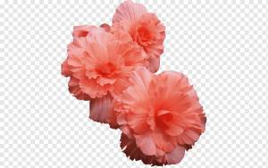 Розовые цветы Lilium columbianum Венок из роз, персиковые цветы, цвет, ля, цветок png