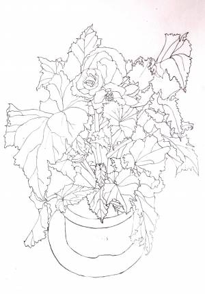 Раскраски Бегония- детские раскраски распечать