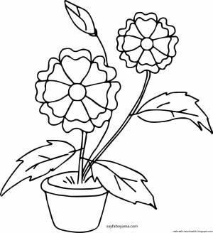 Герань раскраска