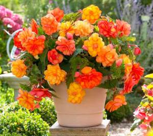 Домашняя бегония