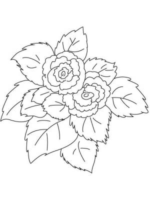 Раскраски Бегония