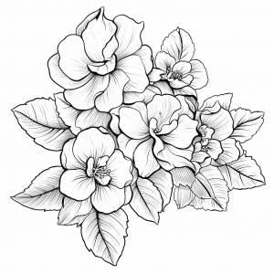 Раскраска Бегония Цветы