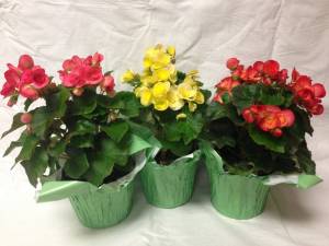 20 модных сортов бегоний