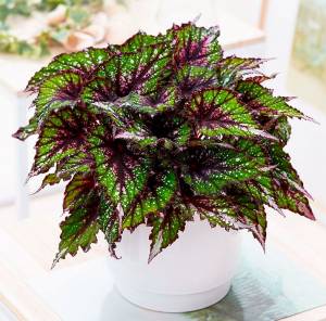 Бегония королевская