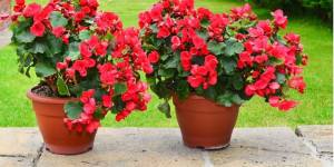 Уход за комнатной бегонией в домашних условиях после покупки