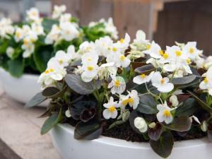 Бегония Premium Dark White