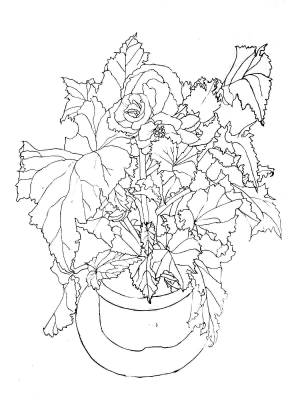 Раскраски Бегония