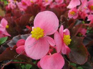 Бегония вечноцветущая