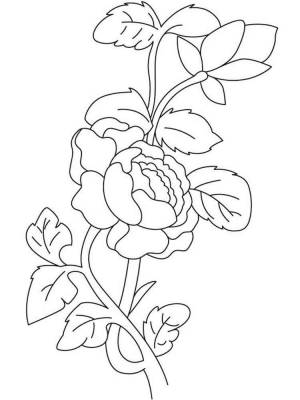 Раскраски Бегония