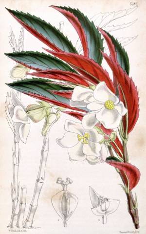 Бегония с красными цветами