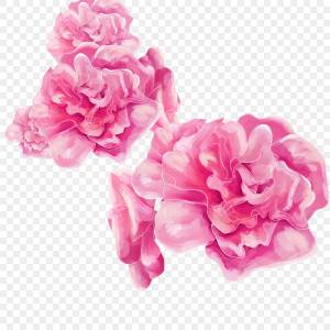 Розовые цветы бегония акварель цветы цветы PNG , акварель, цветы, Цветы бегонии PNG картинки и пнг PSD рисунок для й загрузки