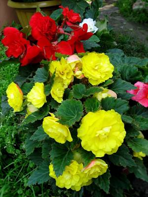 Лучшие гибриды клубневых бегоний