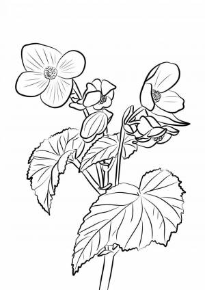 Раскраски Бегония