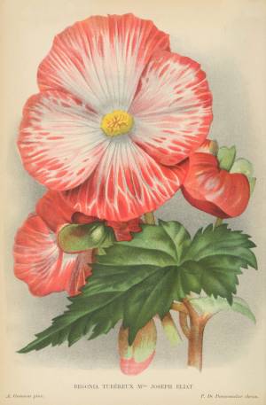 Бегония с крупными красными цветами