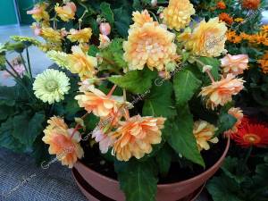 Бегония клубневая