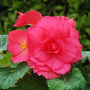 Бегония клубневая GO! Early Deep Rose