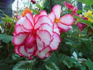 Бегония клубневая