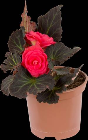 Бегония клубневая 15х35 см