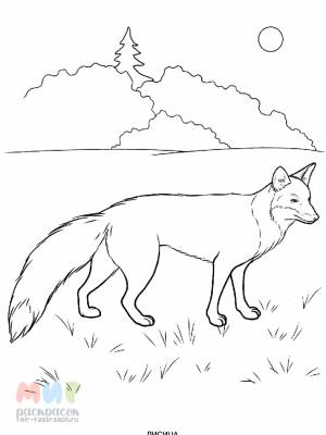 Раскраска Лиса куриц гроза