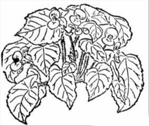 Расраски Бегония