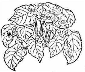 Раскраски Бегония